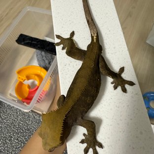팬텀 챠콜