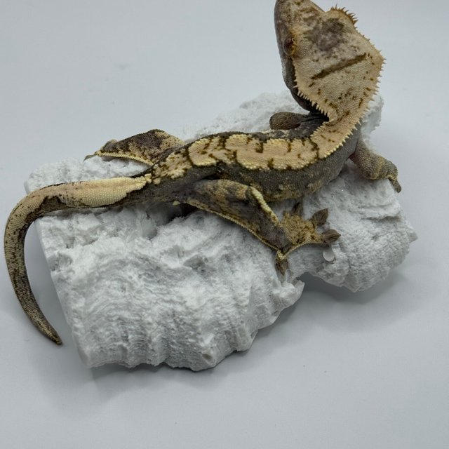 트라이 익스트림할리퀸