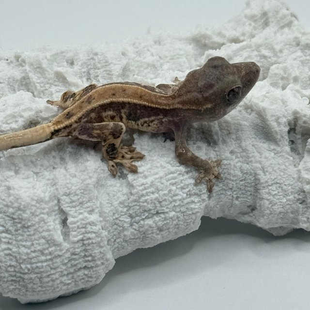 레드 릴리화이트