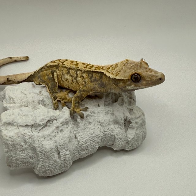 트라이 익스트림할리퀸