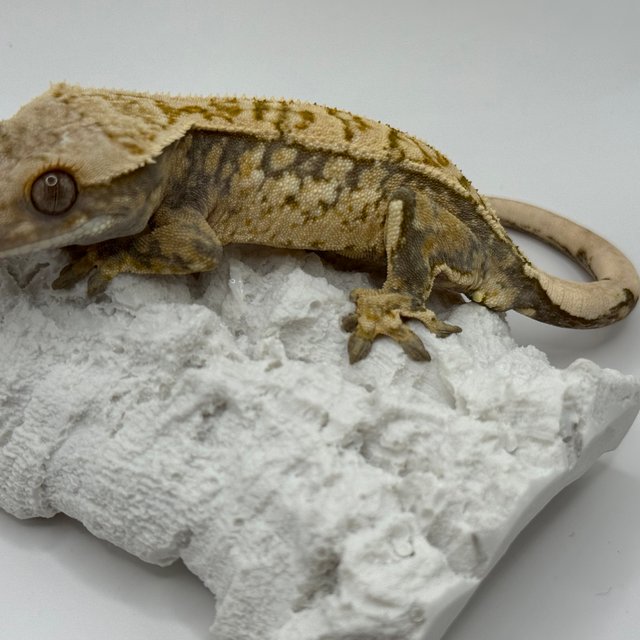 트라이 익스트림할리퀸