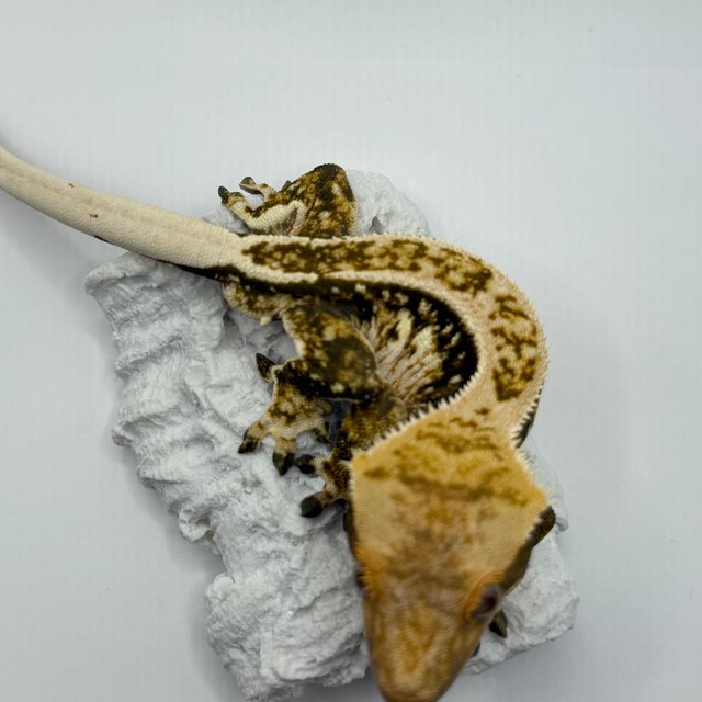 핀스트라이프 트라이 익스트림할리퀸