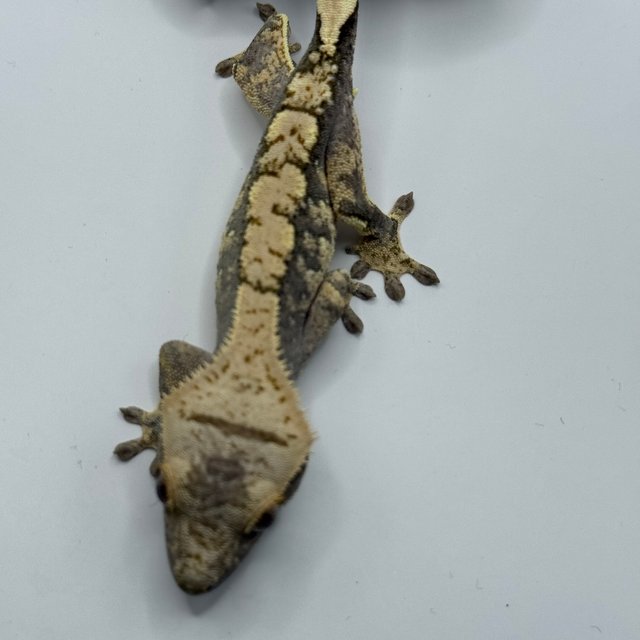 트라이 익스트림할리퀸