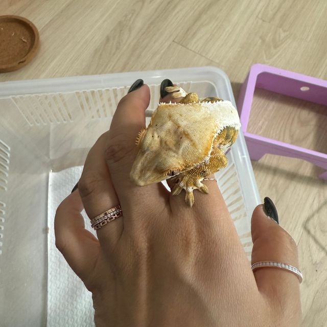 릴리화이트 트라이