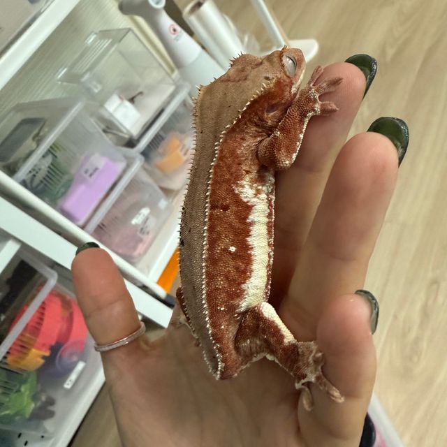 릴리 세이블 팬텀 레드