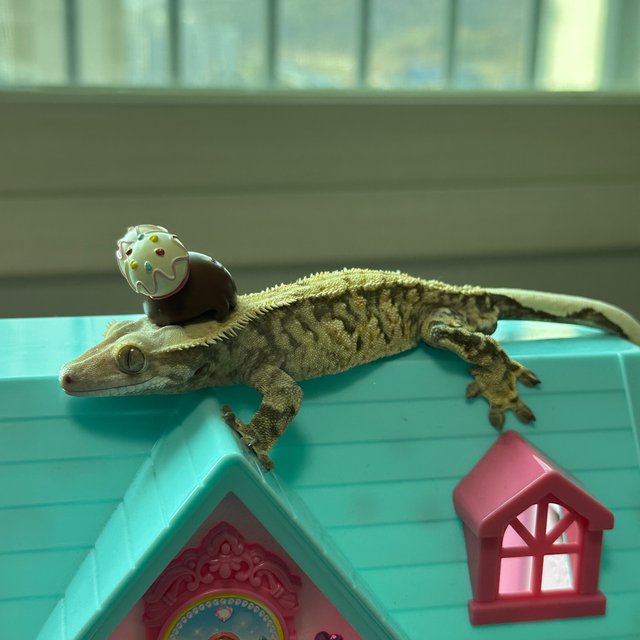 트라이 익스트림할리퀸