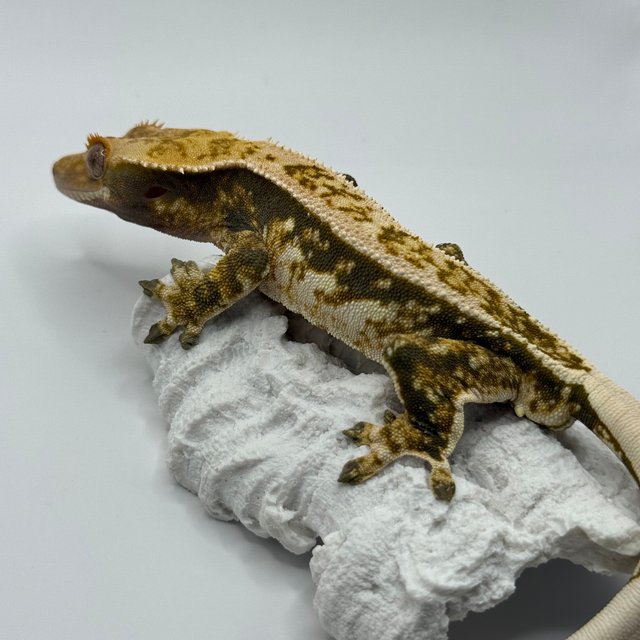 핀스트라이프 트라이 익스트림할리퀸