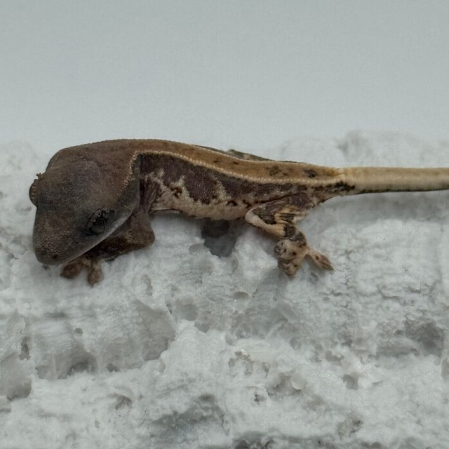 레드 릴리화이트