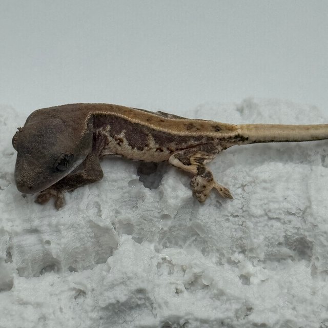 레드 릴리화이트