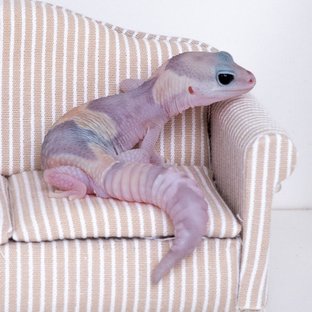 고스트 헷 오레오 헷 패턴리스