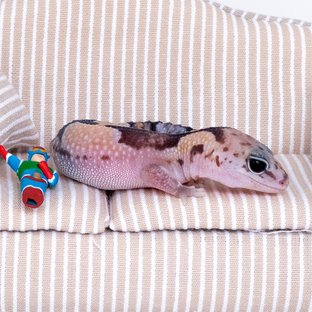 줄루 헷 카라멜 헷 오레오 헷 고스트