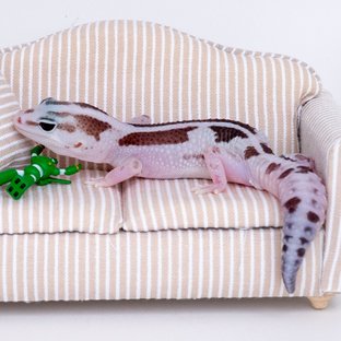 오레오 줄루 헷 아멜라니스틱 헷 카라멜