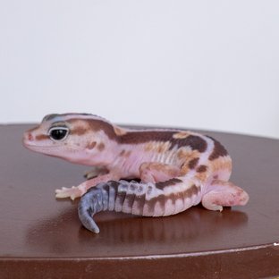 줄루 헷 아멜라니스틱 헷 오레오 헷 카라멜