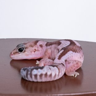 오레오 줄루 헷 카라멜