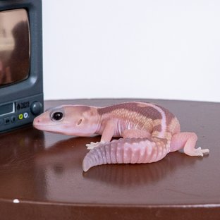 카라멜 줄루 헷 아멜라니스틱 헷 오레오