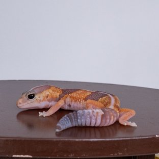 화이트아웃 아멜라니스틱 헷 패턴리스 헷 오레오