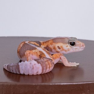 화이트아웃 아멜라니스틱 헷 줄루 헷 카라멜