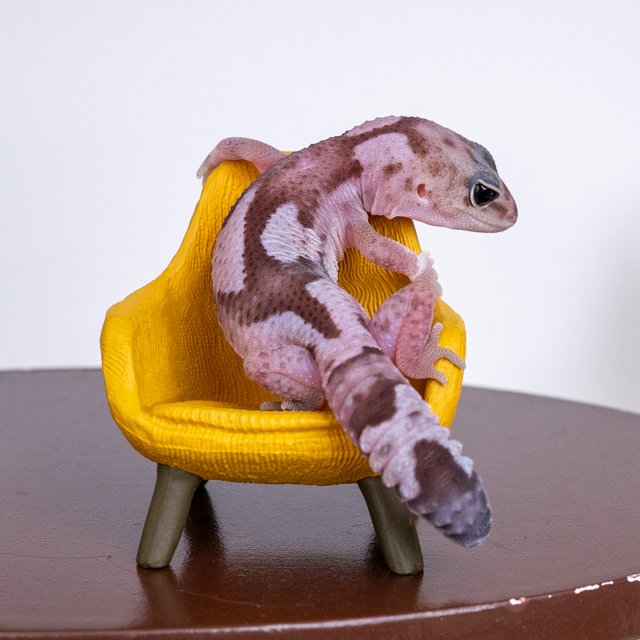 오레오 줄루 헷 카라멜