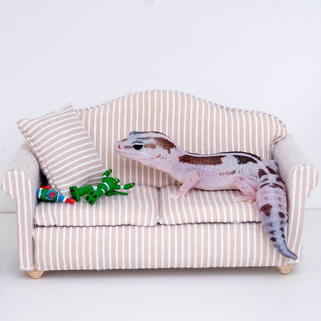 오레오 줄루 헷 아멜라니스틱 헷 카라멜