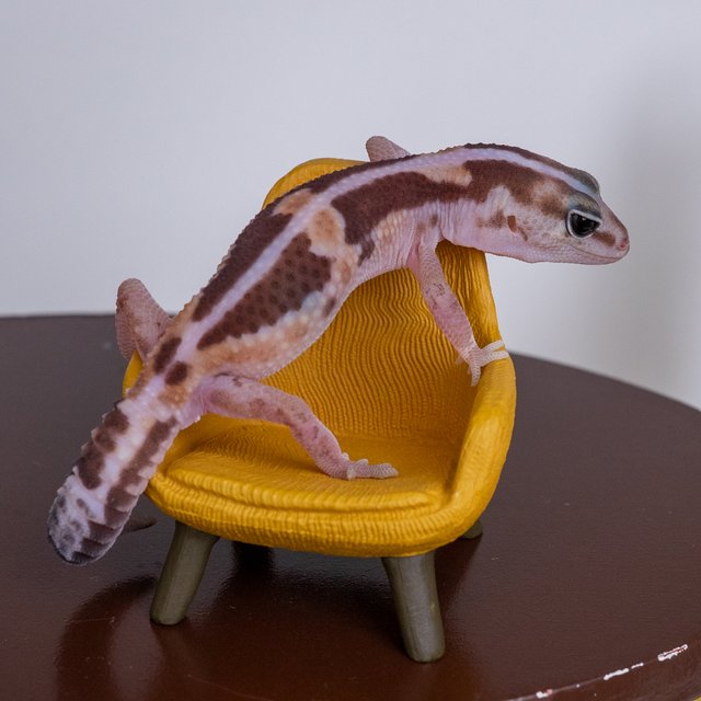 줄루 헷 아멜라니스틱 헷 오레오 헷 카라멜