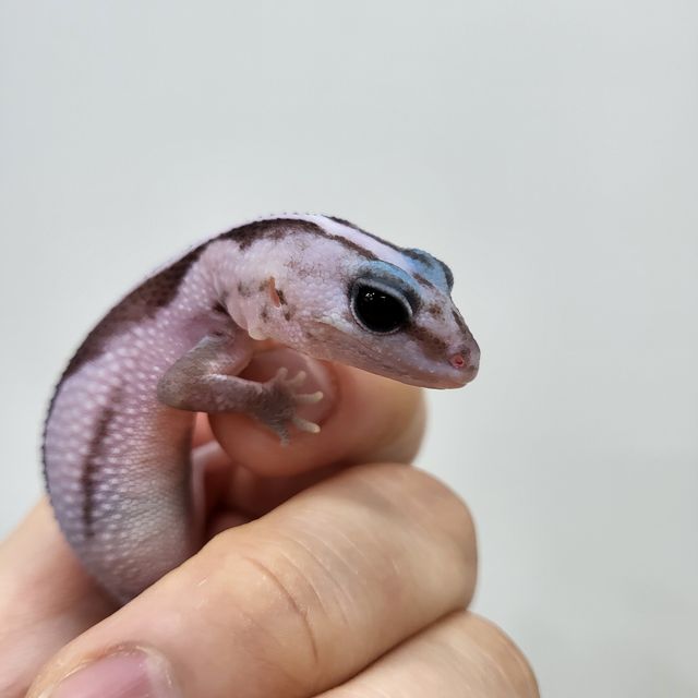 오레오 줄루 헷 고스트