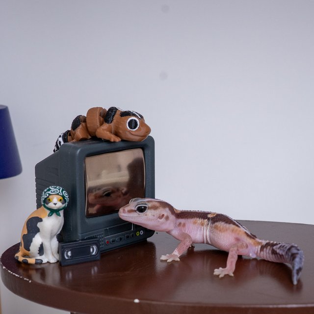 줄루 헷 아멜라니스틱 헷 오레오 헷 카라멜