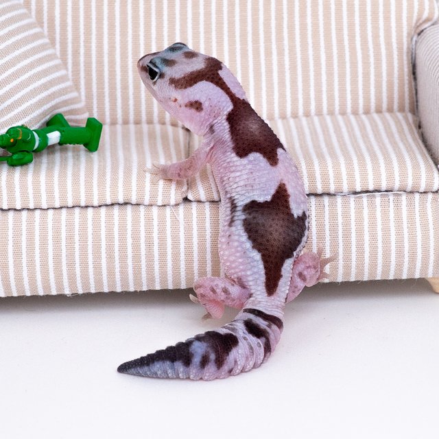 오레오 줄루 헷 고스트