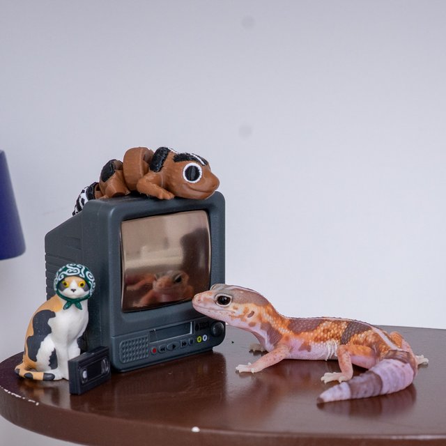 화이트아웃 아멜라니스틱 헷 줄루 헷 카라멜