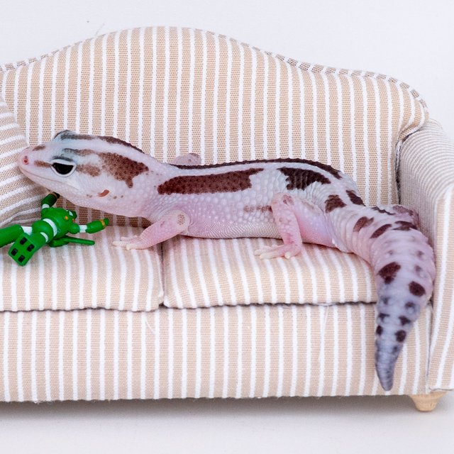 오레오 줄루 헷 아멜라니스틱 헷 카라멜