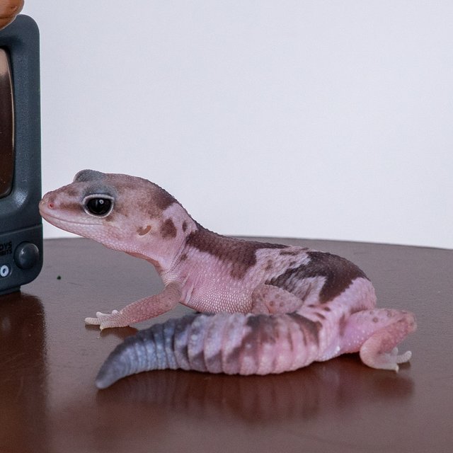 오레오 줄루 헷 카라멜