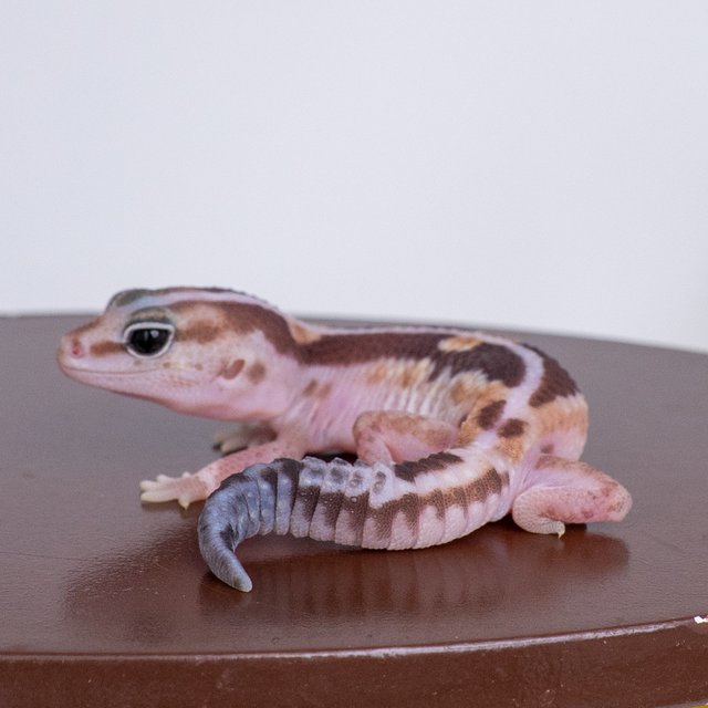 줄루 헷 아멜라니스틱 헷 오레오 헷 카라멜