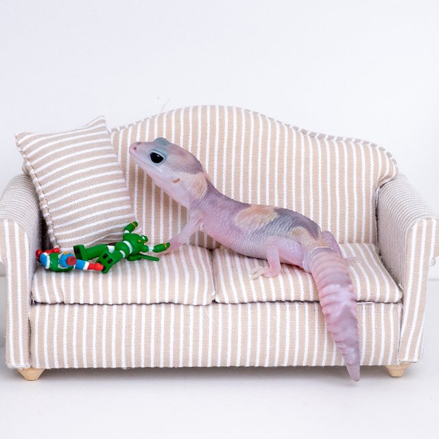 고스트 헷 오레오 헷 패턴리스