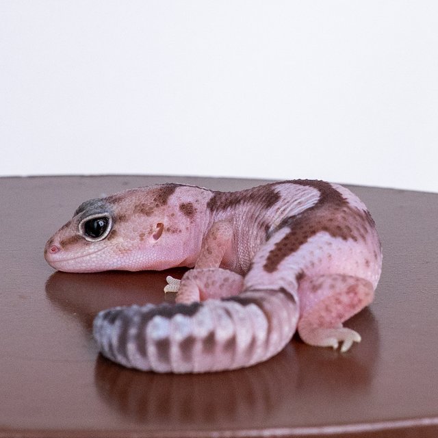 오레오 줄루 헷 카라멜