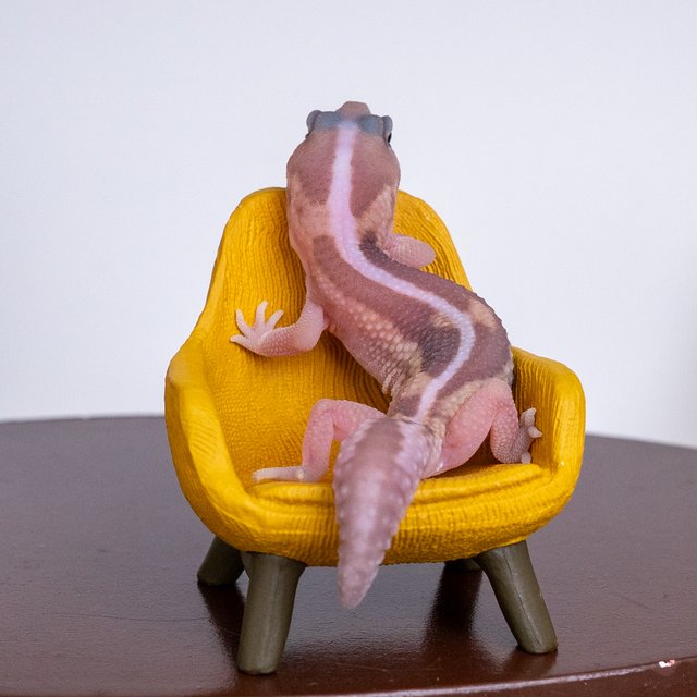 카라멜 줄루 헷 아멜라니스틱 헷 오레오