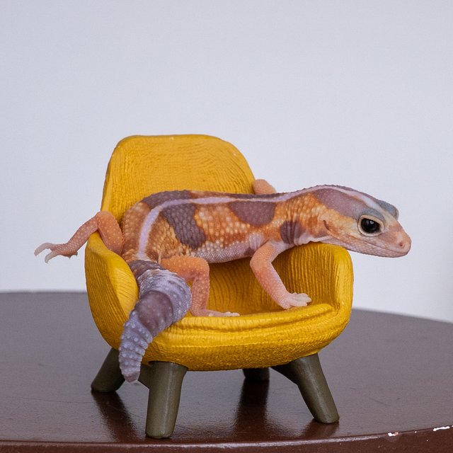 화이트아웃 아멜라니스틱 헷 패턴리스 헷 오레오