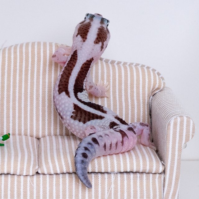 오레오 줄루 헷 아멜라니스틱 헷 카라멜