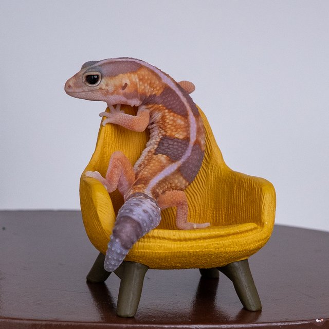 화이트아웃 아멜라니스틱 헷 패턴리스 헷 오레오