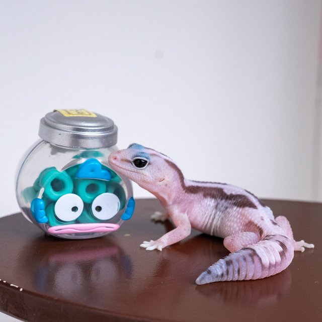 오레오 줄루 헷 고스트