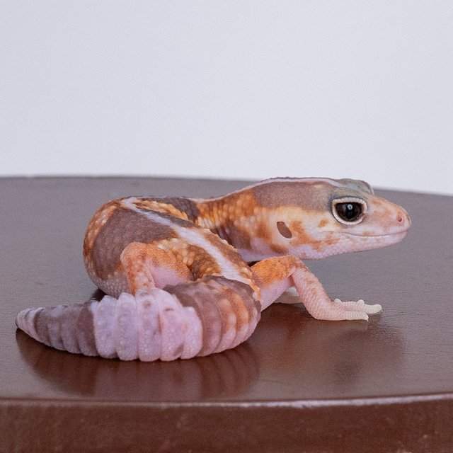 화이트아웃 아멜라니스틱 헷 줄루 헷 카라멜