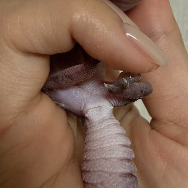 헷 오레오 노멀