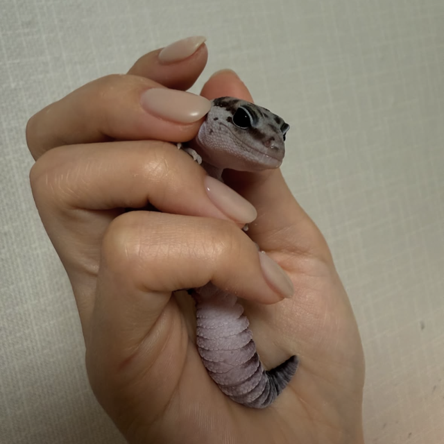 헷 오레오 노멀