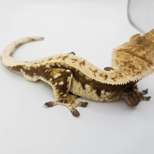 노멀 트라이 풀핀 화이트핀