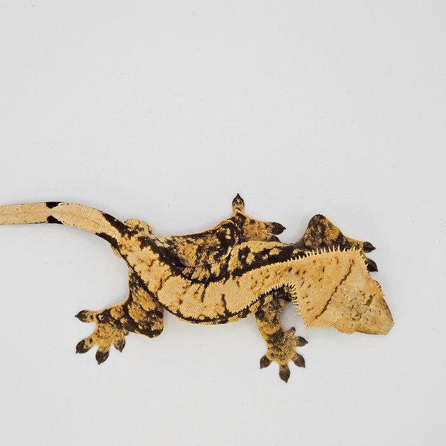 트라이 노멀 타이거