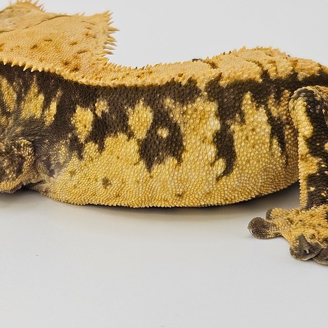 트라이 노멀 타이거