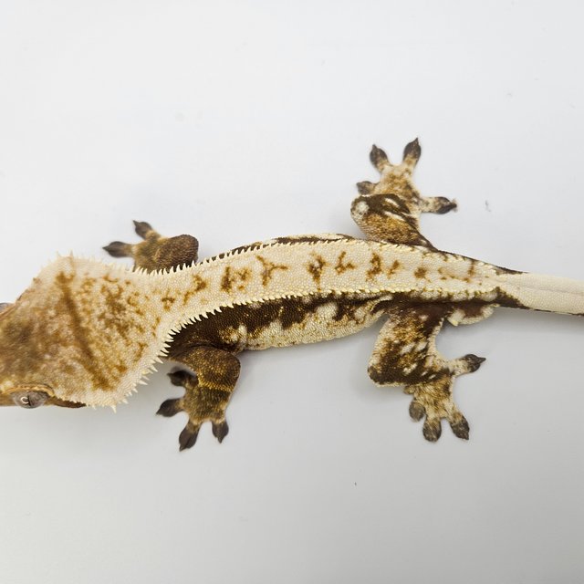 노멀 트라이 풀핀 화이트핀