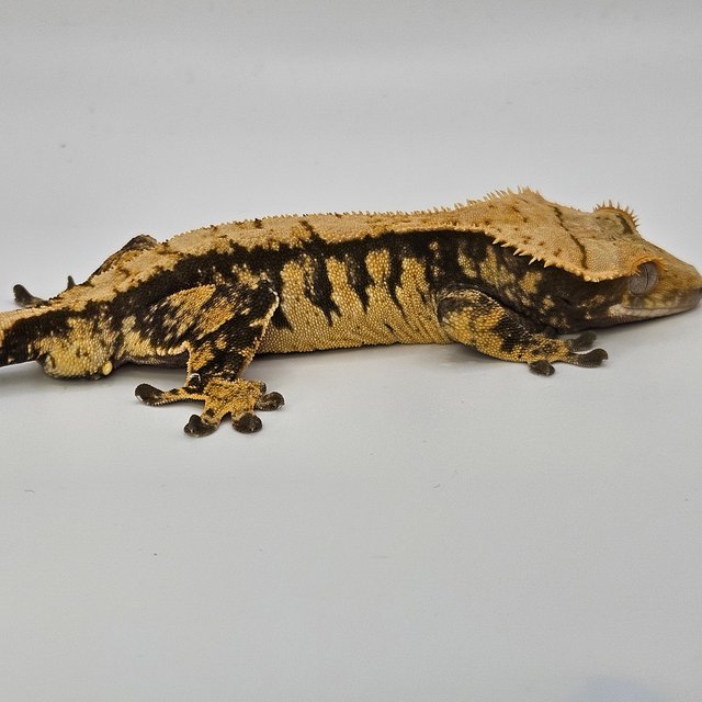 트라이 노멀 타이거