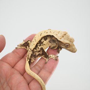 노멀 핀스트라이프