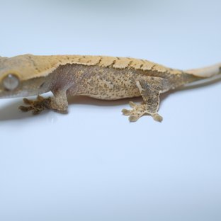 노멀 트라이 화이트스팟