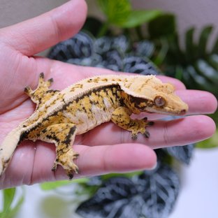 노멀 드리피 트라이 익스트림할리퀸 화이트스팟