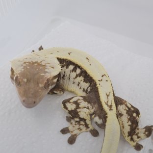 마키아토